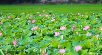 Dịch vụ vận chuyển hàng hóa giá rẻ dịp Tết từ TP Hồ Chí Minh đi Đồng Tháp