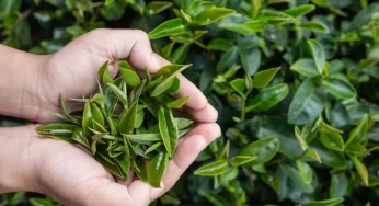 Dịch Vụ Vận Chuyển Lá Trà Xanh Chất Lượng Cao Từ Việt Nam Đến Nhật Bản 2024