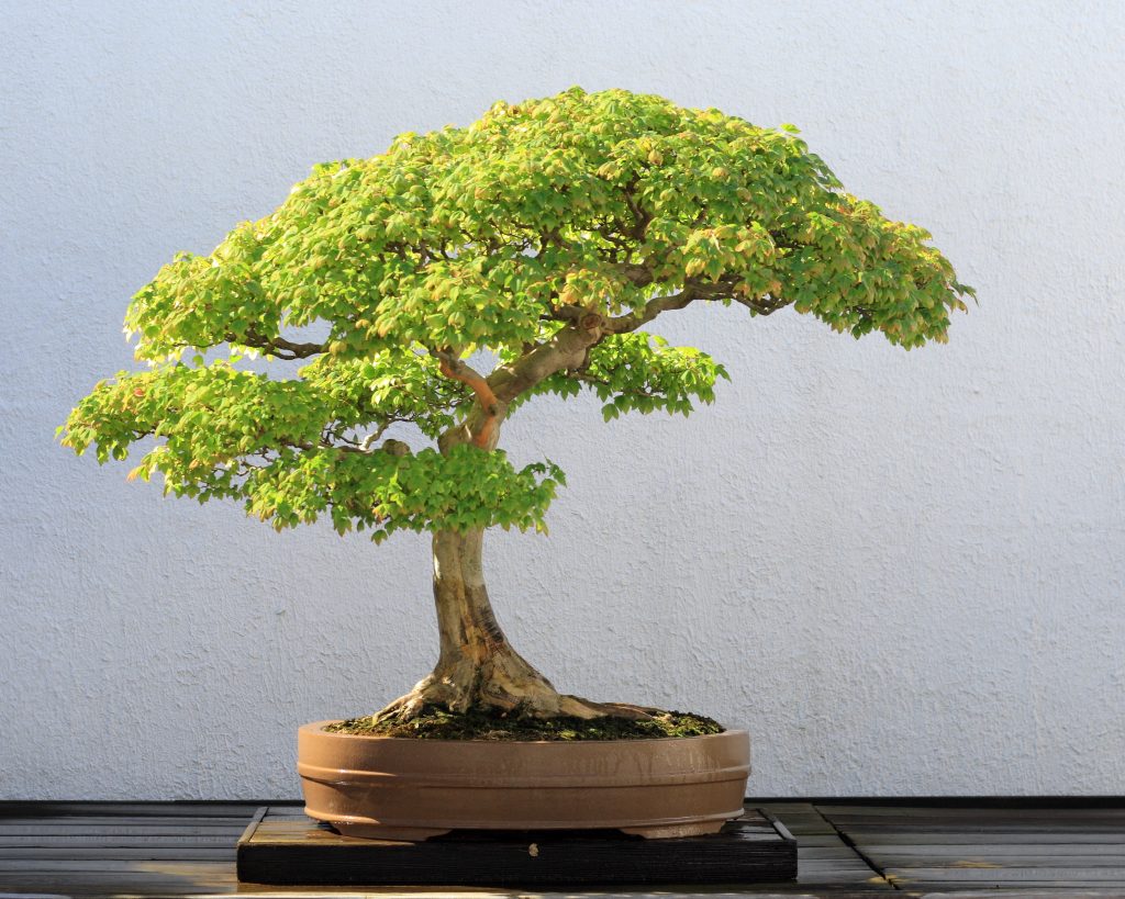 Dịch Vụ Vận Chuyển Cây Bonsai Từ Cần Thơ Đi Các Tỉnh