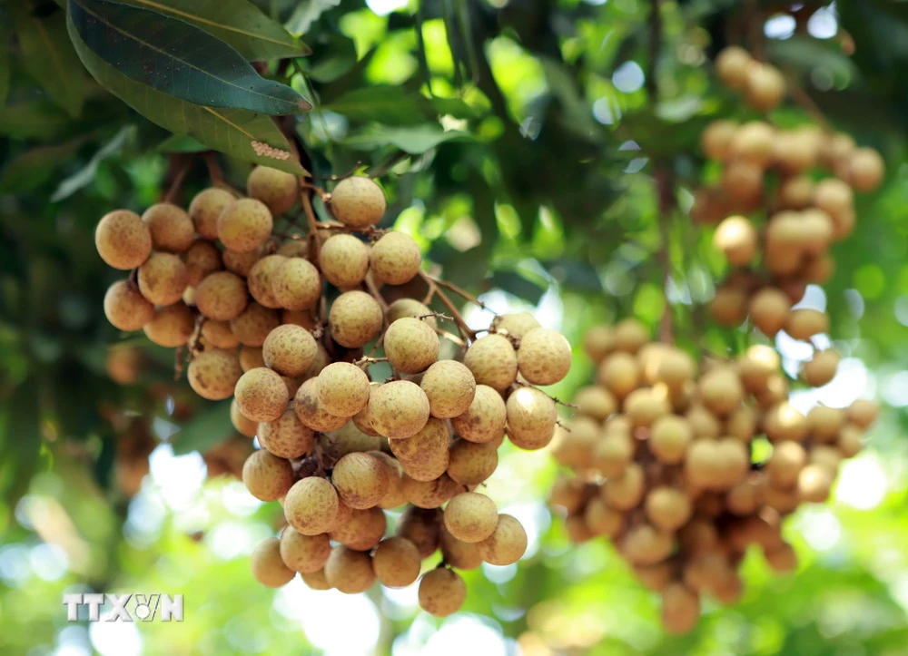 Vận chuyển nhãn từ các vùng sản xuất đến Thành phố Hồ Chí Minh