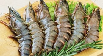 Vận chuyển tôm tươi sống từ Nha Trang đi Ninh Bình