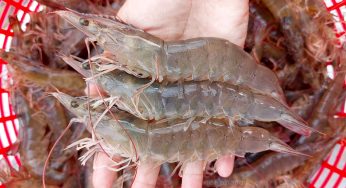 Vận Chuyển Tôm Đông Lạnh Từ Cà Mau Lên TP. Hồ Chí Minh Dịp Tết: Nhanh Chóng, An Toàn, Giá Tốt Số 1 Cùng Vận Tải Á Châu