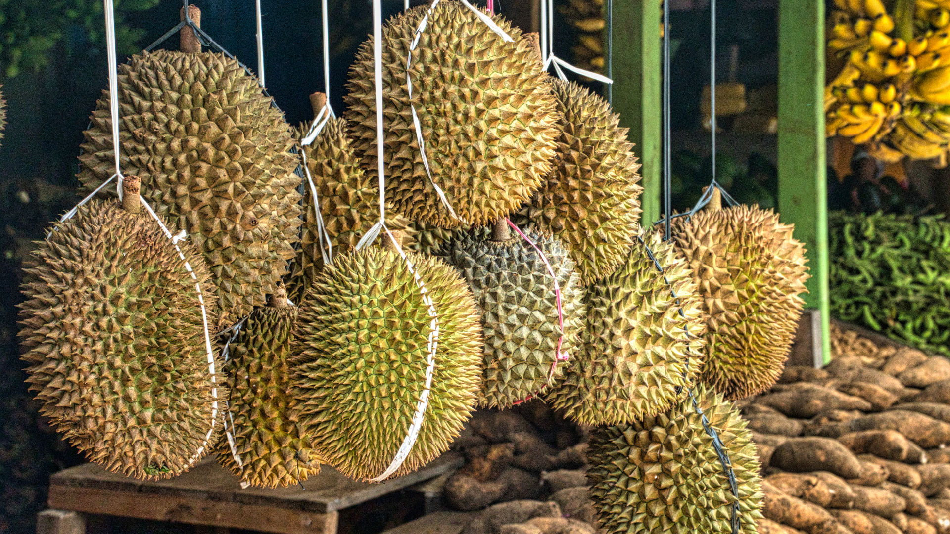SẦU RIÊNG