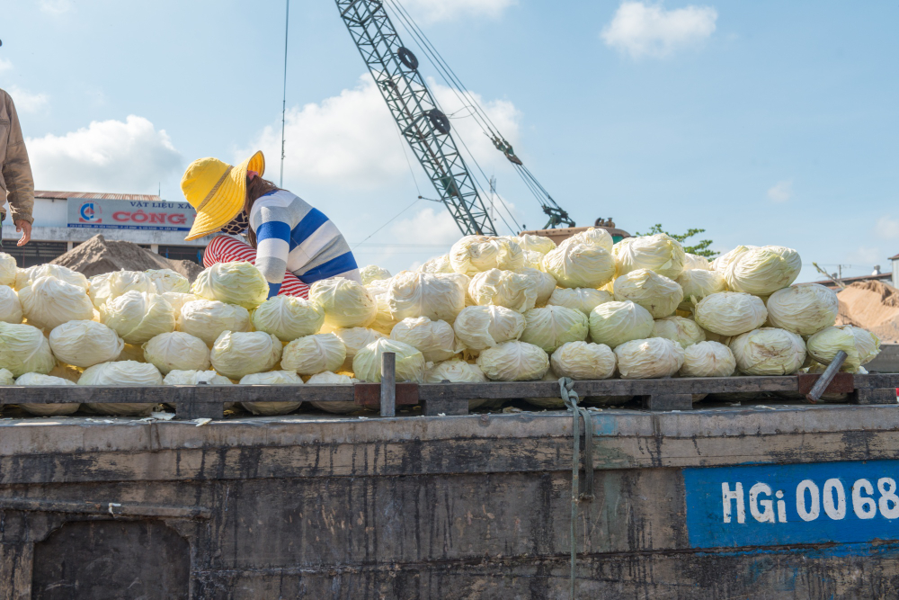 Vận chuyển hàng nông sản từ miền Tây lên TP.HCM – Kết nối nguồn cung và thị trường tiêu thụ Vận chuyển hàng nông sản từ miền Tây lên TP.HCM – Kết nối nguồn cung và thị trường tiêu thụ