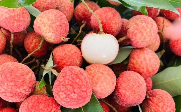 Dịch vụ vận chuyển vải thiều từ Đắk Lắk tới Hồ Chí Minh 1 cách nhanh chóng cùng Vận tải Á Châu
