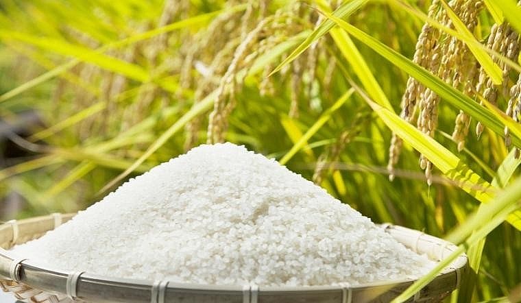 Dịch vụ vận chuyển gạo từ Đồng Tháp ra Hà Nội uy tín, nhanh chóng, an toàn Dịch vụ vận chuyển gạo từ Đồng Tháp ra Hà Nội uy tín, nhanh chóng, an toàn