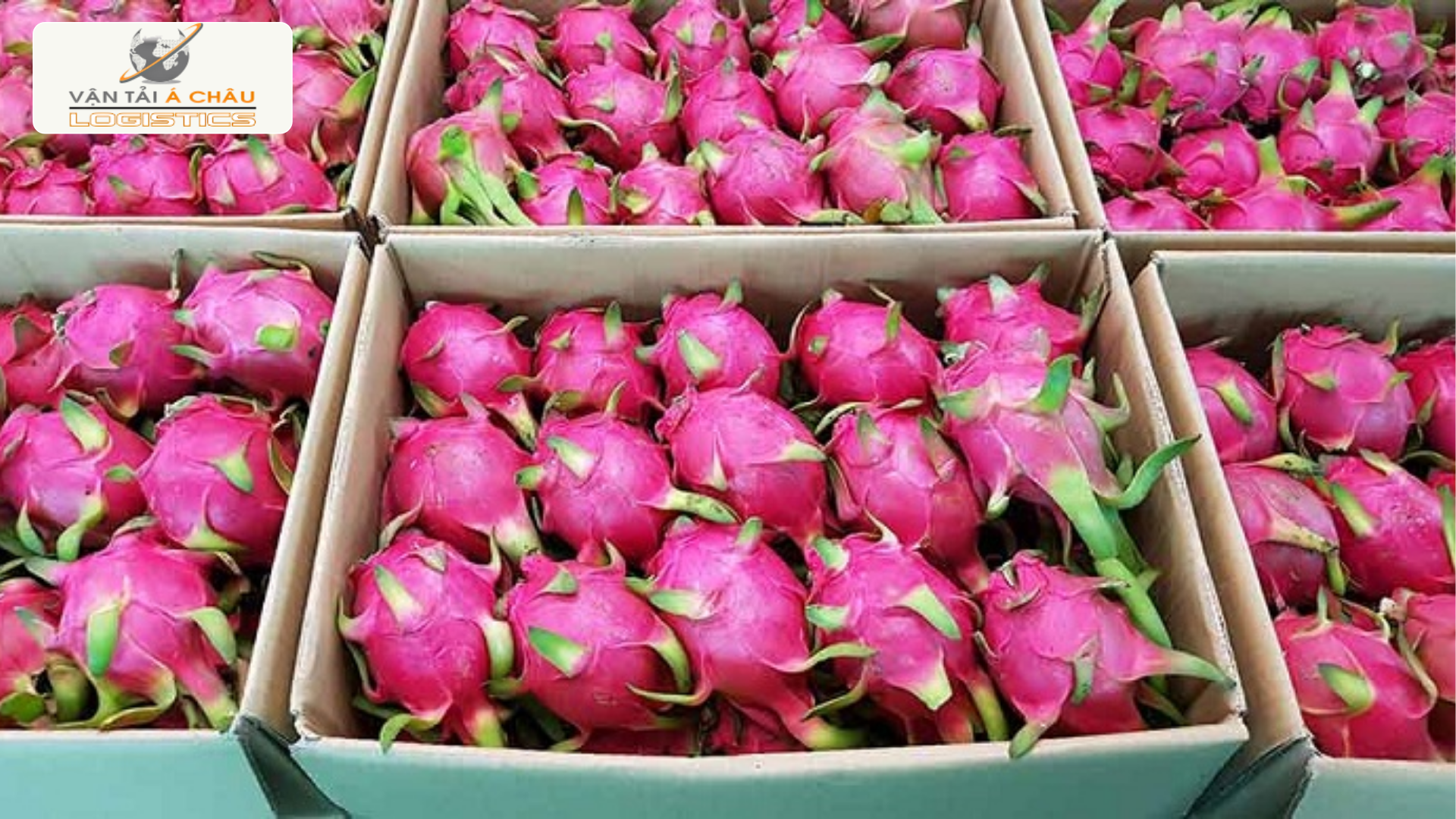 Vận Chuyển Thanh Long Long An Đến Hà Nội: Hành Trình Ngọt Ngào Vận Chuyển Thanh Long Long An Đến Hà Nội: Hành Trình Ngọt Ngào