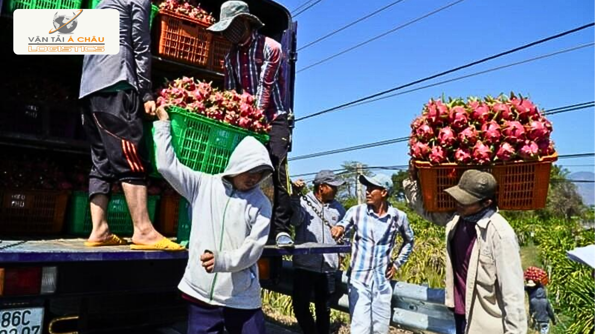 Vận Chuyển Thanh Long Long An Đến Hà Nội: Hành Trình Ngọt Ngào Vận Chuyển Thanh Long Long An Đến Hà Nội: Hành Trình Ngọt Ngào