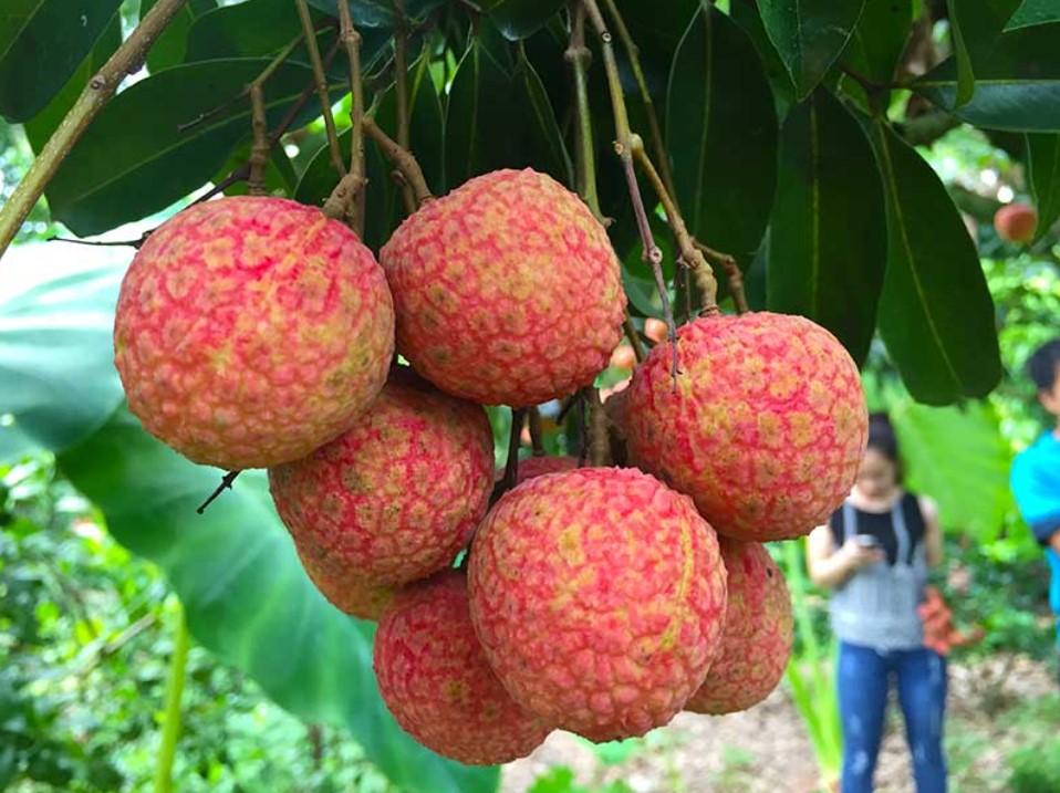 VẬN CHUYỂN VẢI THIỀU TỪ BẮC GIANG ĐẾN THÀNH PHỐ HỒ CHÍ MÌNH NHANH CHÓNG AN TOÀN 2025