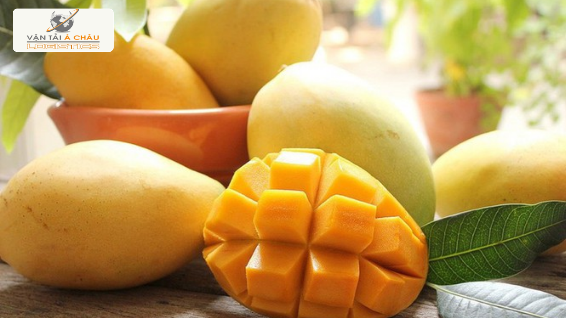 Vận Chuyển Xoài Đồng Tháp Vươn Tầm Hải Phòng: Hành Trình Ngọt Ngào Vận Chuyển Xoài Đồng Tháp Vươn Tầm Hải Phòng: Hành Trình Ngọt Ngào
