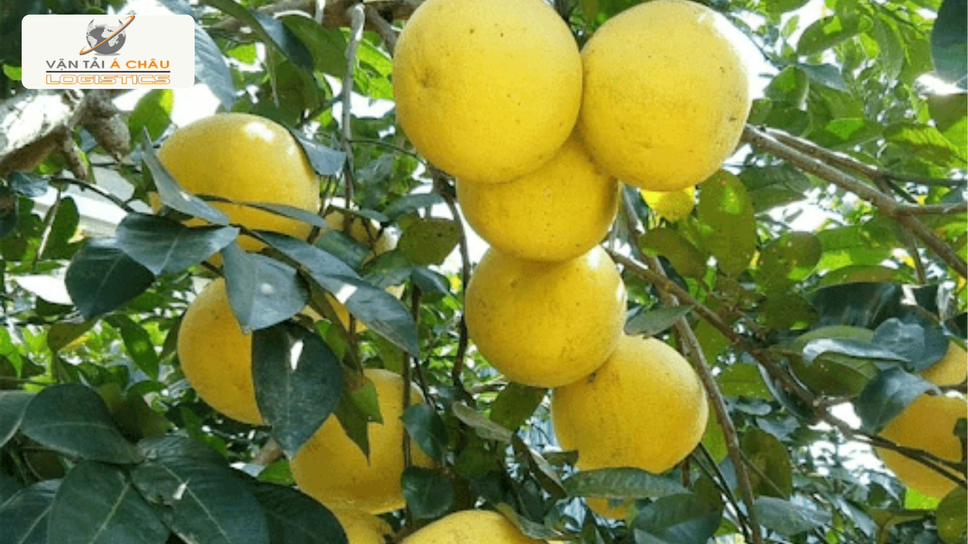 Đặc Sản Ba Miền: Xoài Cát Hòa Lộc, Bưởi Phúc Trạch, Cam Cao Phong Đặc Sản Ba Miền: Xoài Cát Hòa Lộc, Bưởi Phúc Trạch, Cam Cao Phong