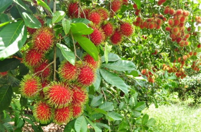 VẬN CHUYỂN CHÔM CHÔM LONG KHÁNH RA HẢI PHÒNG NHANH CHÓNG 2025