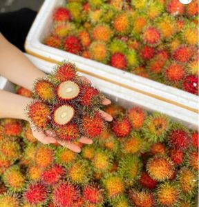 VẬN CHUYỂN CHÔM CHÔM LONG KHÁNH RA HẢI PHÒNG NHANH CHÓNG 2025