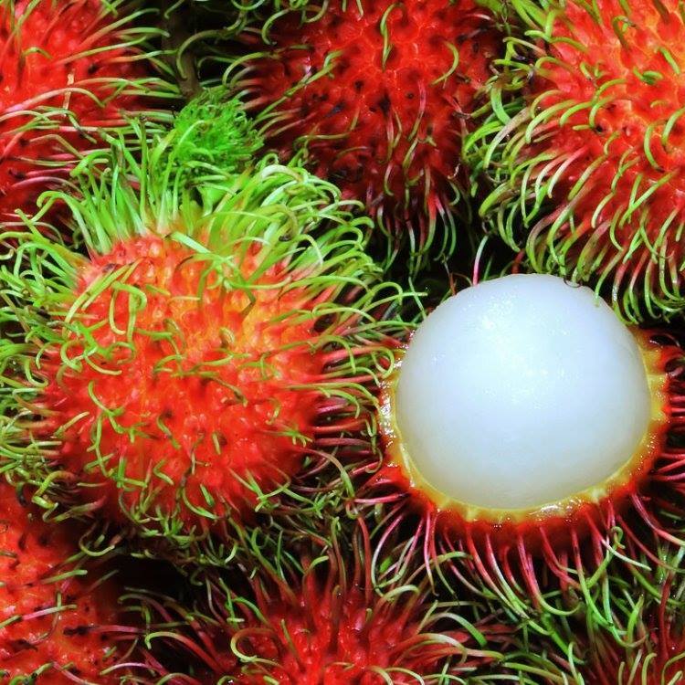 VẬN CHUYỂN CHÔM CHÔM LONG KHÁNH RA HẢI PHÒNG NHANH CHÓNG 2025