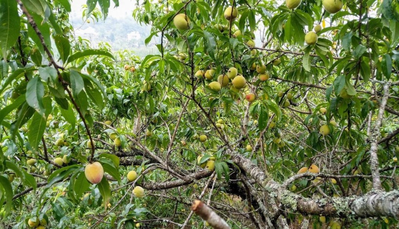 VẬN CHUYỂN ĐÀO SAPA TỪ BẮC VÀO NAM 2025