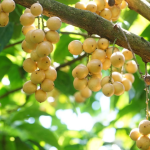 Chuyến hành trình đưa dâu Hạ Châu Hậu Giang “bắc tiến”