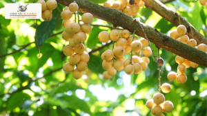 Chuyến hành trình đưa dâu Hạ Châu Hậu Giang “bắc tiến”