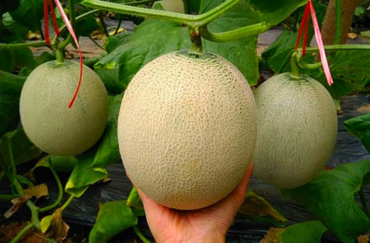 Vận Chuyển Dưa Lưới Từ Đà Lạt Ra Hà Nội Nhanh Chóng – An Toàn Cùng Vận Tải Á Châu 2025