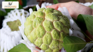 Vận chuyển mãng cầu Bà Đen từ Tây Ninh ra Hải Phòng