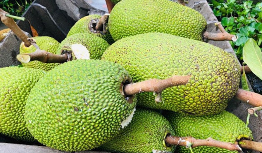 VẬN CHUYỂN MÍT NGHỆ TIỀN GIANG ĐẾN ĐÀ NẴNG NHANH CHÓNG 2025