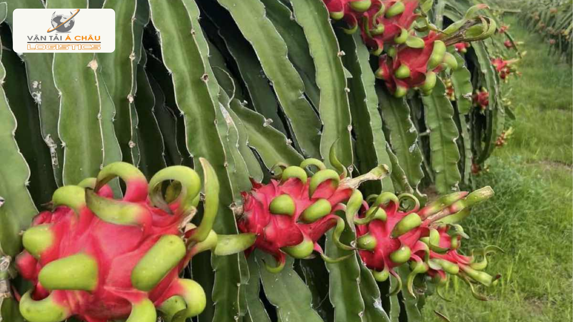 Hành Trình Thanh Long Ruột Đỏ Từ Bình Thuận Ra Lào Cai