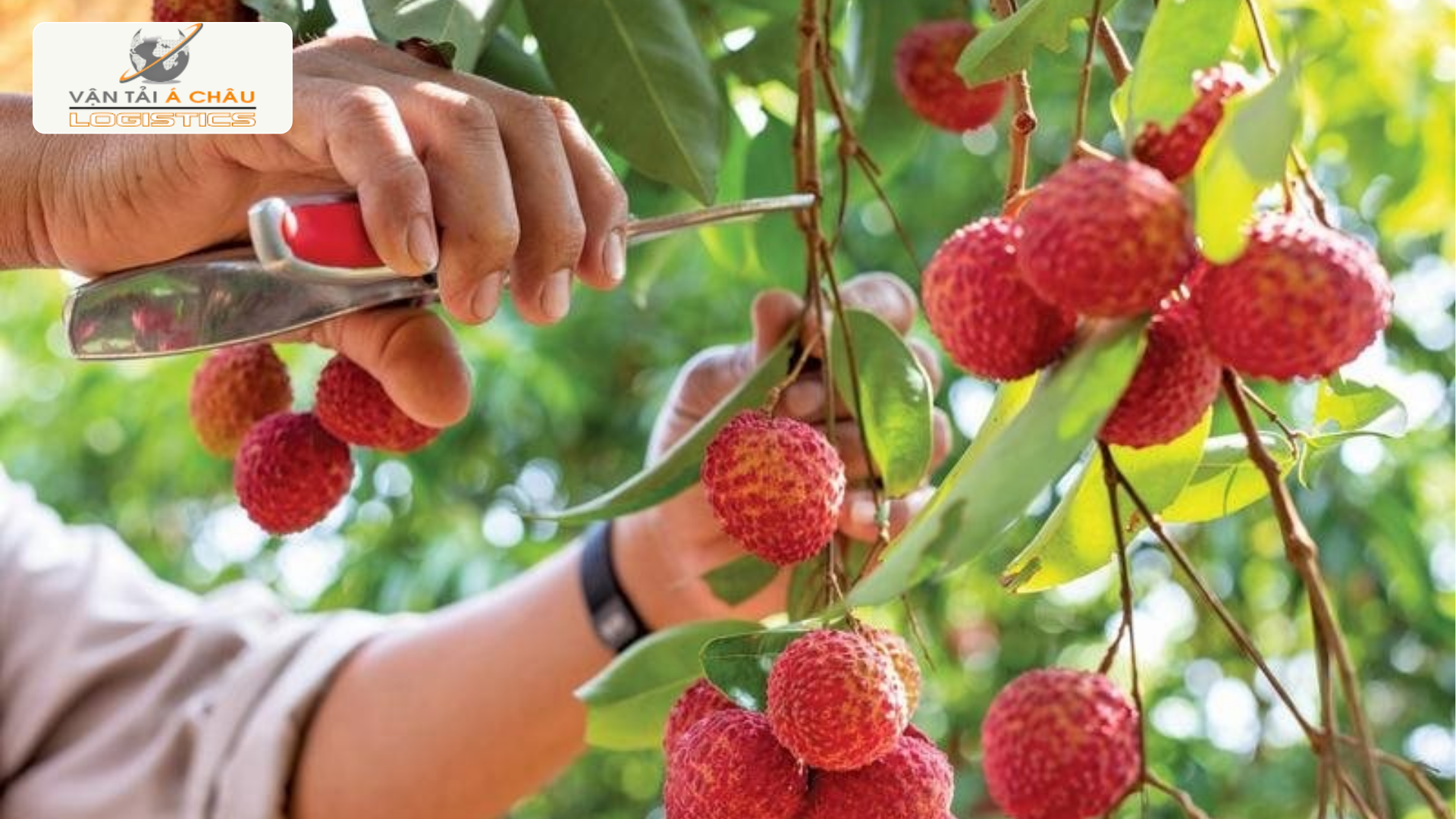 Vải thiều Bắc Giang – Sầu riêng Tiền Giang: Giao nhanh Bắc Nam, giữ trọn độ tươi Vải thiều Bắc Giang – Sầu riêng Tiền Giang: Giao nhanh Bắc Nam, giữ trọn độ tươi