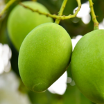 Hành Trình Xoài Keo Đồng Tháp Vượt Miền Trung – Giao Tận Chợ Đầu Mối Đà Nẵng Trong Ngày