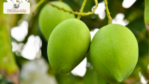 Hành Trình Xoài Keo Đồng Tháp Vượt Miền Trung – Giao Tận Chợ Đầu Mối Đà Nẵng Trong Ngày