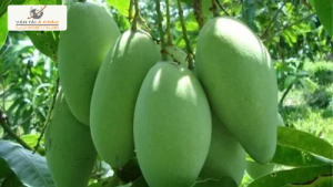 Đặc Sản Ba Miền: Xoài Cát Hòa Lộc, Bưởi Phúc Trạch, Cam Cao Phong