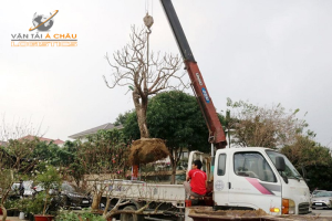Vận chuyển cây cảnh, hoa tươi trang trí ngày lễ 2/9 an toàn và đúng hẹn