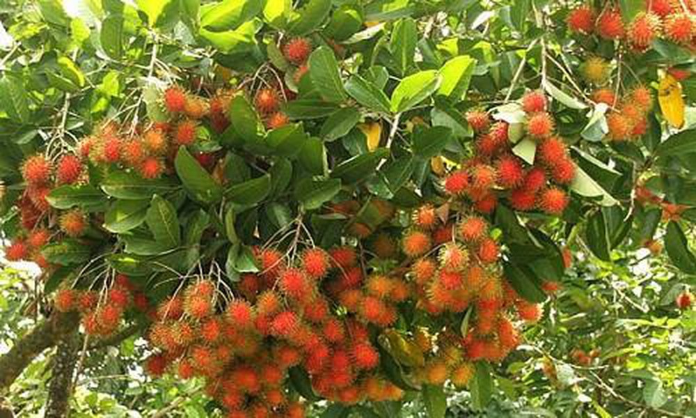 Vận Chuyển Hàng Chôm Chôm Từ Bến Tre Đi Hà Nội Vận Chuyển Hàng Chôm Chôm Từ Bến Tre Đi Hà Nội