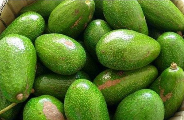 Vận Chuyển Bơ Từ Đắk Lắk Đi TP.HCM