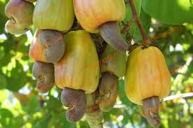 VẬN CHUYỂN HẠT ĐIỀU ĐẮK LẮK ĐI HÀ NỘI VẬN CHUYỂN HẠT ĐIỀU ĐẮK LẮK ĐI HÀ NỘI