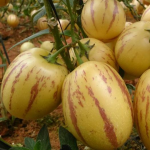 VẬN CHUYỂN DƯA PEPINO TỪ LÂM ĐỒNG ĐẾN THÀNH PHỐ HỒ CHÍ MINH BẰNG CONT LẠNH 2025