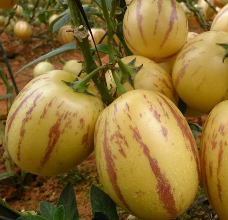 VẬN CHUYỂN DƯA PEPINO TỪ LÂM ĐỒNG ĐẾN THÀNH PHỐ HỒ CHÍ MINH BẰNG CONT LẠNH 2025