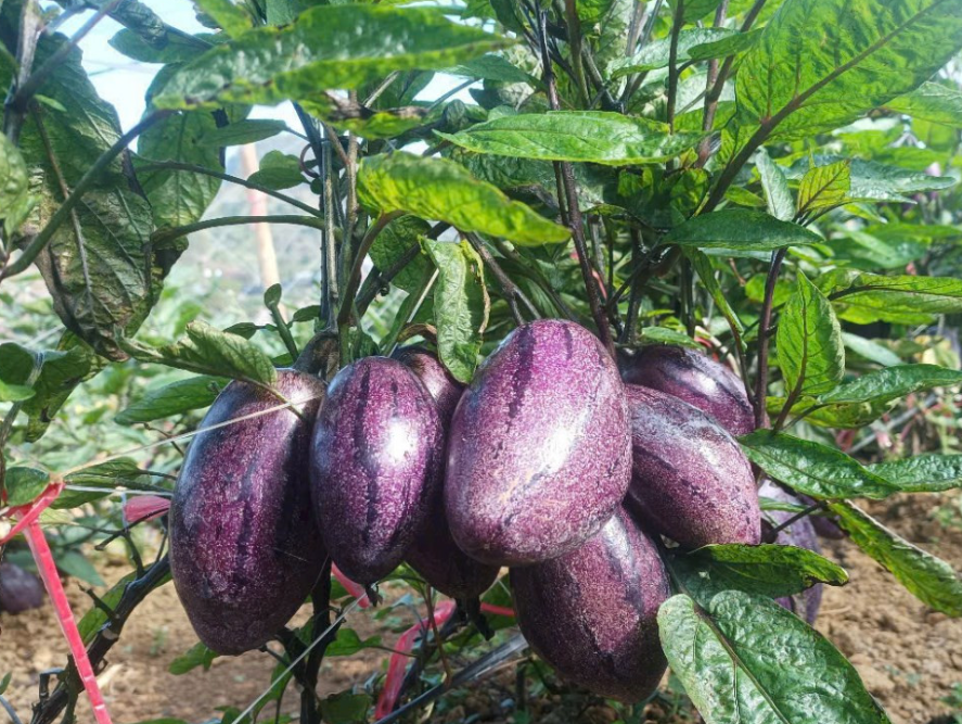 VẬN CHUYỂN DƯA PEPINO TỪ LÂM ĐỒNG ĐẾN THÀNH PHỐ HỒ CHÍ MINH BẰNG CONT LẠNH 2025