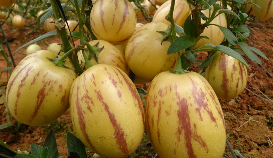 VẬN CHUYỂN DƯA PEPINO TỪ LÂM ĐỒNG ĐẾN THÀNH PHỐ HỒ CHÍ MINH BẰNG CONT LẠNH 2025