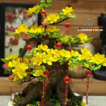 Vận chuyển hoa mai từ TP. Hồ Chí Minh ra Hà Nội - Vận chuyển hàng cont cảng từ HCM đi các tỉnh và ngược lại