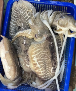 VẬN CHUYỂN MỰC NANG TỪ PHAN THIẾT ĐẾN HUẾ BẰNG XE LẠNH 2025