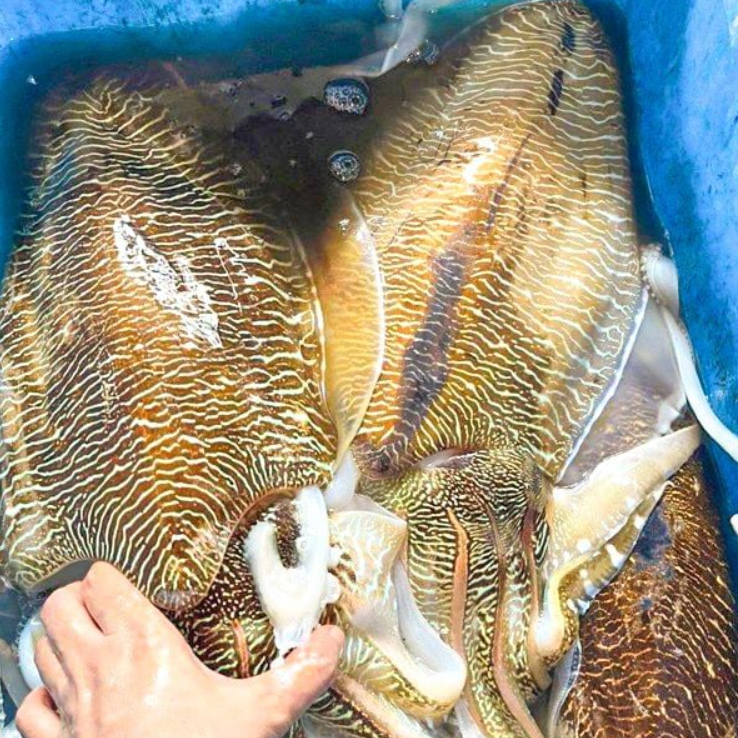 VẬN CHUYỂN MỰC NANG TỪ PHAN THIẾT ĐẾN HUẾ BẰNG XE LẠNH 2025