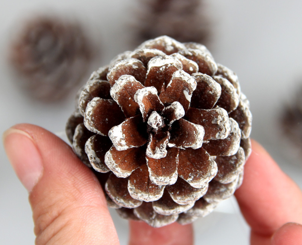 VẬN CHUYỂN QUẢ THÔNG PHỦ TUYẾT AN TOÀN 2025