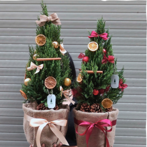 Vận Chuyển Hoa Giáng Sinh – Giải Pháp Logistics Chuyên Nghiệp Cho Mùa Noel Và Tết Cuối Năm