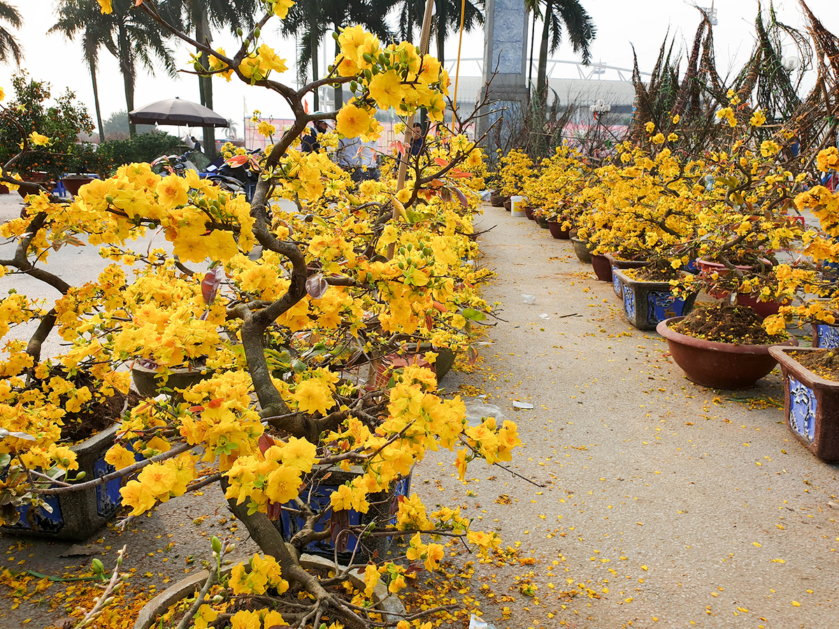  Dịch Vụ Vận Chuyển Container Cây Mai Vàng, Cây Đào Từ HCM Đi Hà Nội [Chuyên Nghiệp & An Toàn]