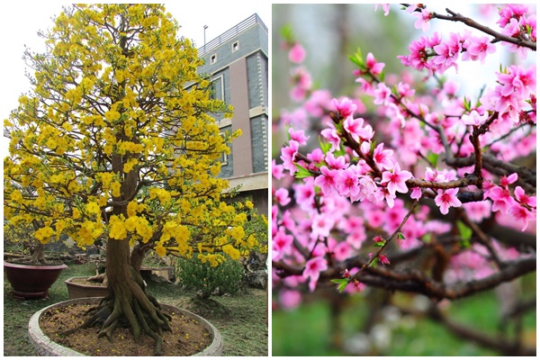  Dịch Vụ Vận Chuyển Container Cây Mai Vàng, Cây Đào Từ HCM Đi Hà Nội [Chuyên Nghiệp & An Toàn]