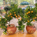 Dịch vụ vận chuyển cây quất cảnh – vận chuyển hoa Tết – vận chuyển hàng cont cảng từ HCM đi các tỉnh