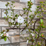 Dịch vụ vận chuyển hoa mai trắng – vận chuyển hoa Tết – vận chuyển hàng cont cảng từ HCM đi các tỉnh