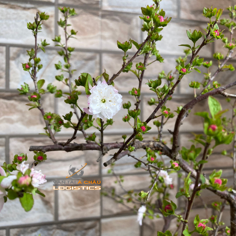 Dịch vụ vận chuyển hoa mai trắng – vận chuyển hoa Tết – vận chuyển hàng cont cảng từ HCM đi các tỉnh