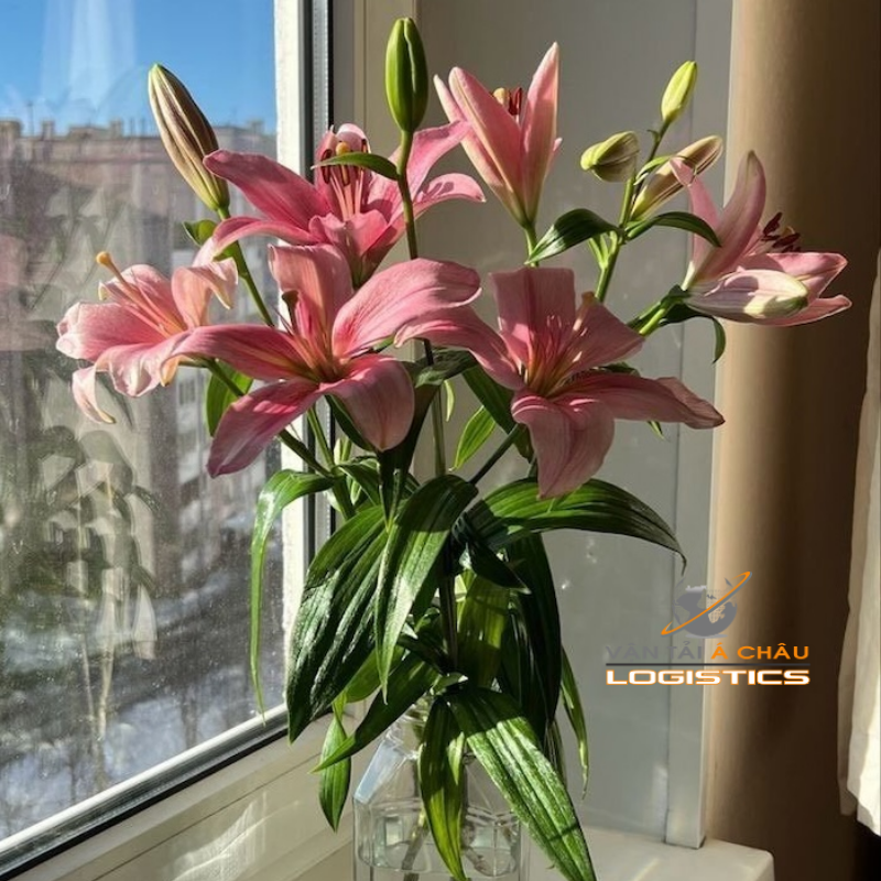 Vận Chuyển Hoa Ly Từ Hà Nội Vào Hồ Chí Minh: Giải Pháp Toàn Diện Cho Mùa Tết Và Hoạt Động Thương Mại Quanh Năm