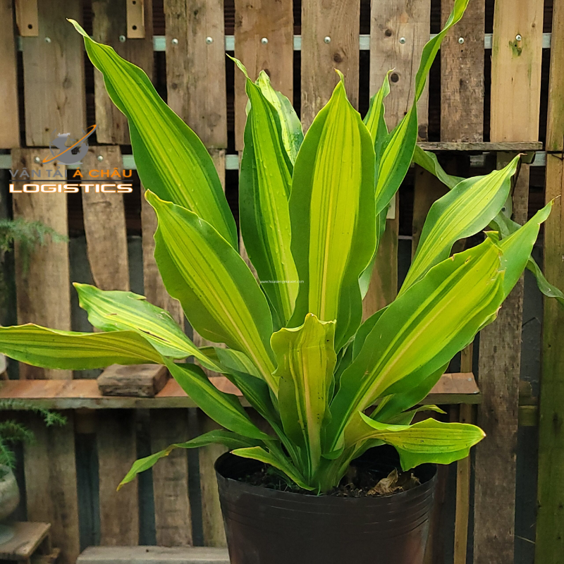 Dịch vụ vận chuyển cây phát tài – vận chuyển hoa Tết – vận chuyển hàng cont cảng từ HCM đi các tỉnh