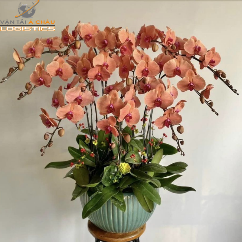 Dịch vụ vận chuyển hoa Lan Hồ Điệp và hoa Tết giữa HCM – Hà Nội – Đà Nẵng - Hải Phòng - Nha Trang